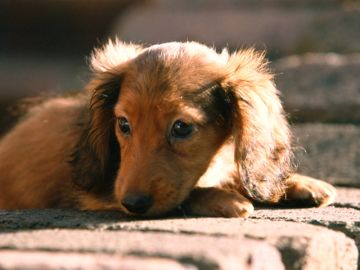 ＹＯＵ動物病院