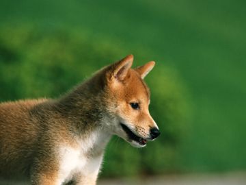 白木原動物病院