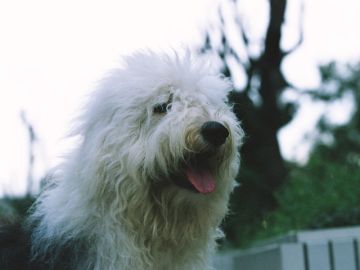 マツモト動物病院