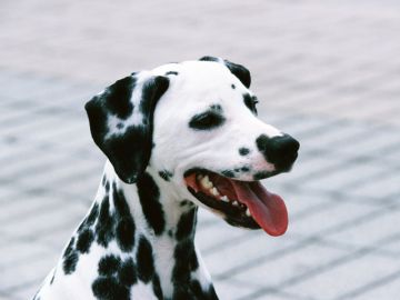 たぢか動物病院