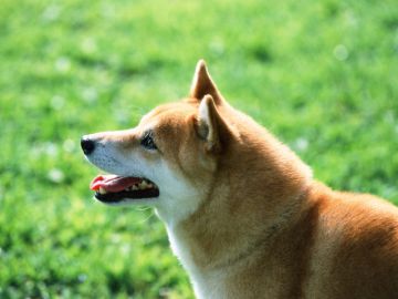 すずらん動物病院