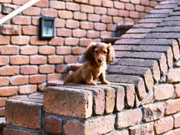 谷動物病院