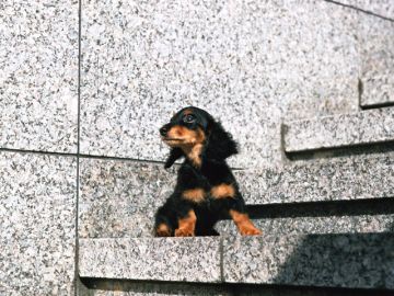 岡山南動物病院