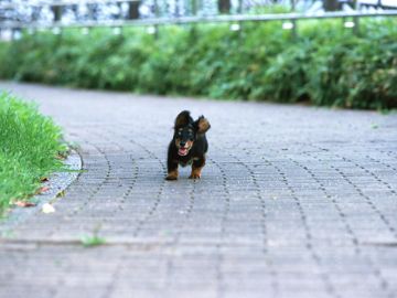 花園動物病院