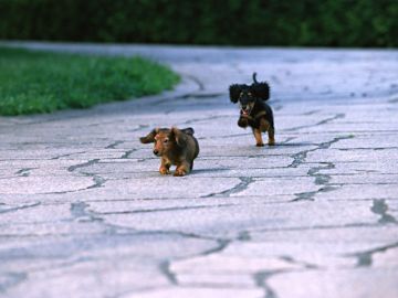 加藤犬猫病院