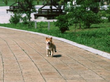 青木動物病院