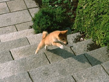 分倍河原動物病院