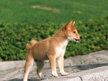 ミュウどうぶつ病院