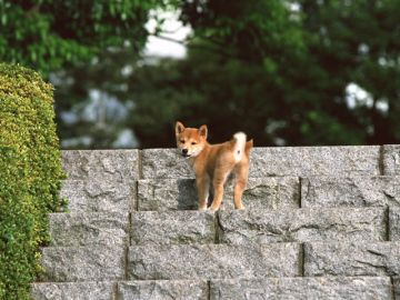 アン動物病院