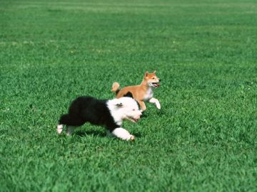 笠岡動物病院