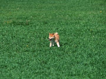 まつきよ動物病院