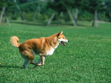 ナイル動物病院