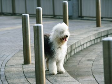 よしもと動物病院