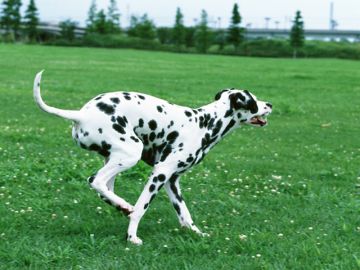 グレース動物病院