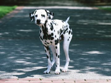 耳成山動物病院