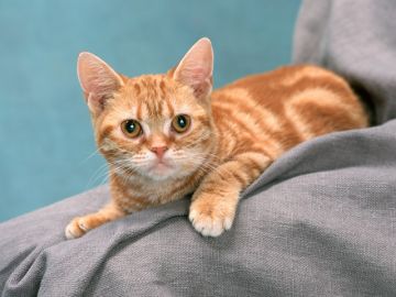 愛犬・猫・小鳥・小動物の山形動物病院