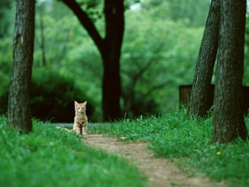 にいの動物病院