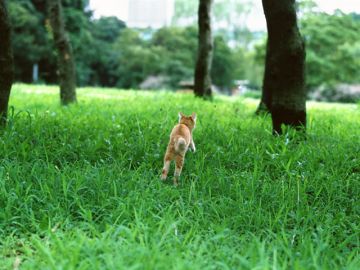 廿日市動物病院