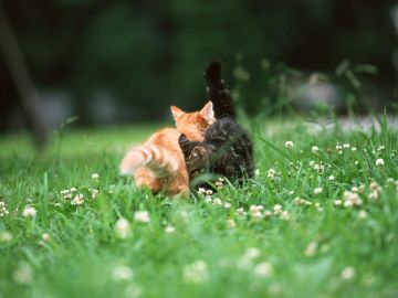 あおやま動物病院