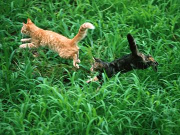 日の出動物病院