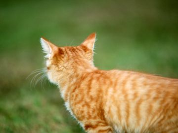 中村動物病院