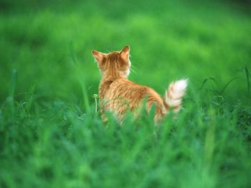 会亀動物病院