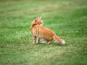 武庫川動物病院