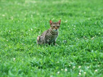 はっさく動物病院