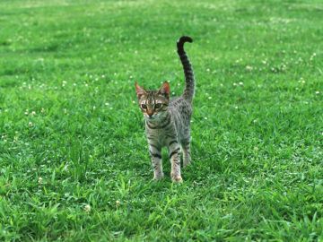 南国ひまわり動物病院