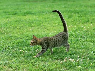 おおくぼ動物病院