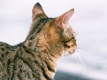 みき動物病院