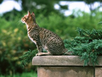 けんしん動物病院