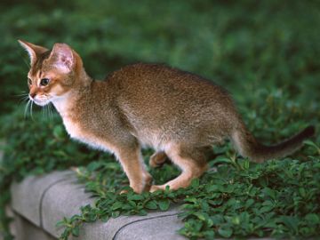 浜地動物病院