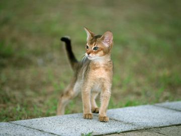 成田動物病院