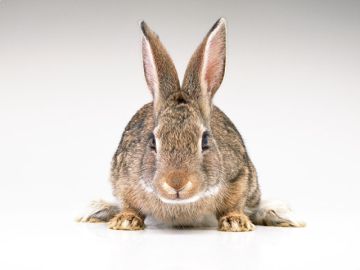 熊の前動物病院