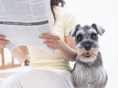 犬の耳汚れ対策の画像