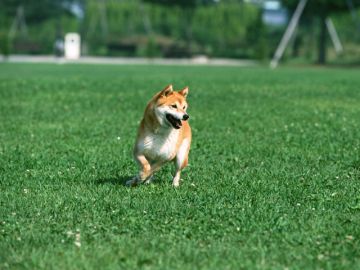 リューネ動物病院